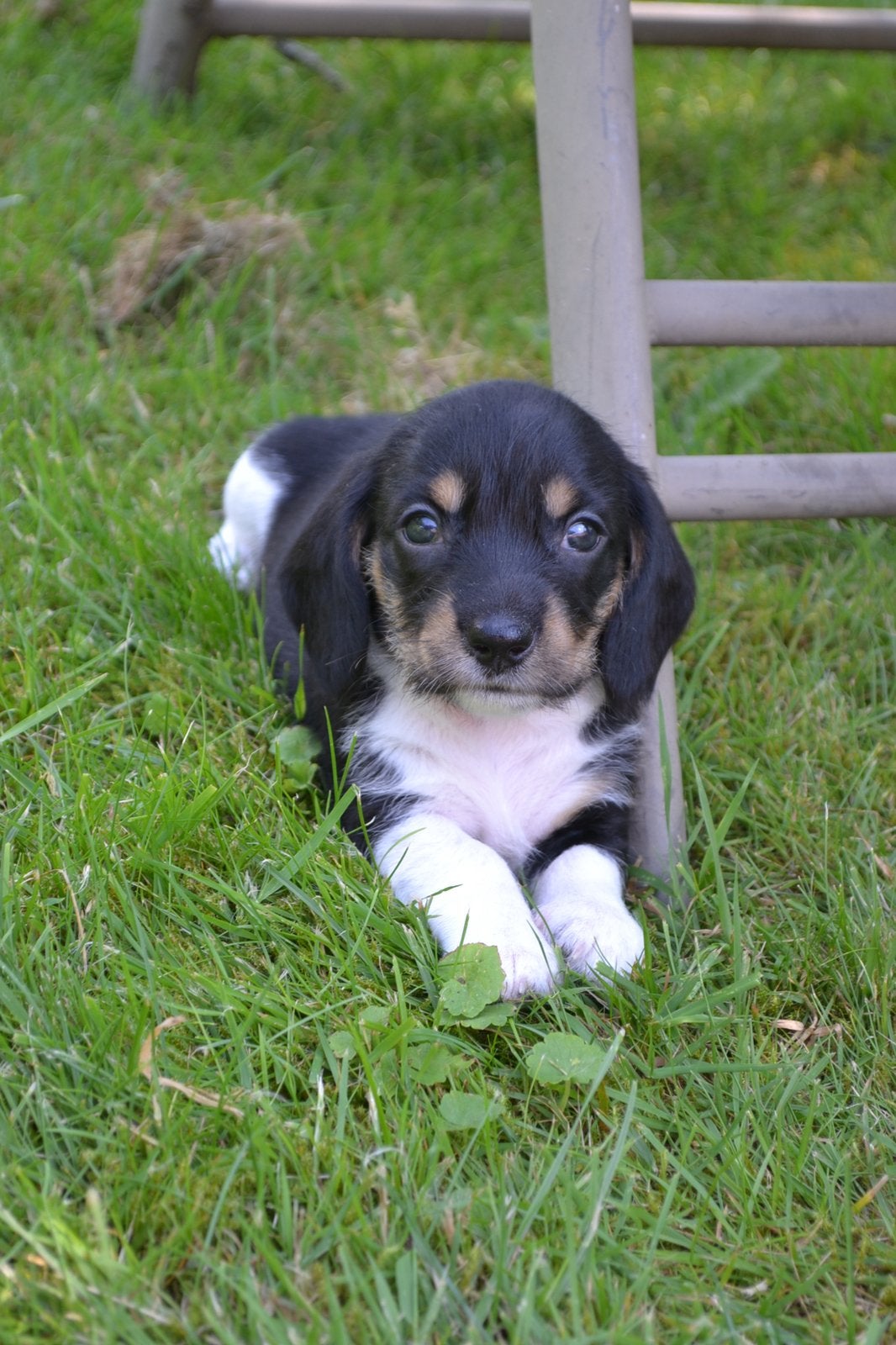 Prachtige Dwerg Teckel Ruwhaar Piebald pups, Parvo, 8 tot 15 weken, Dwerg, Meerdere dieren