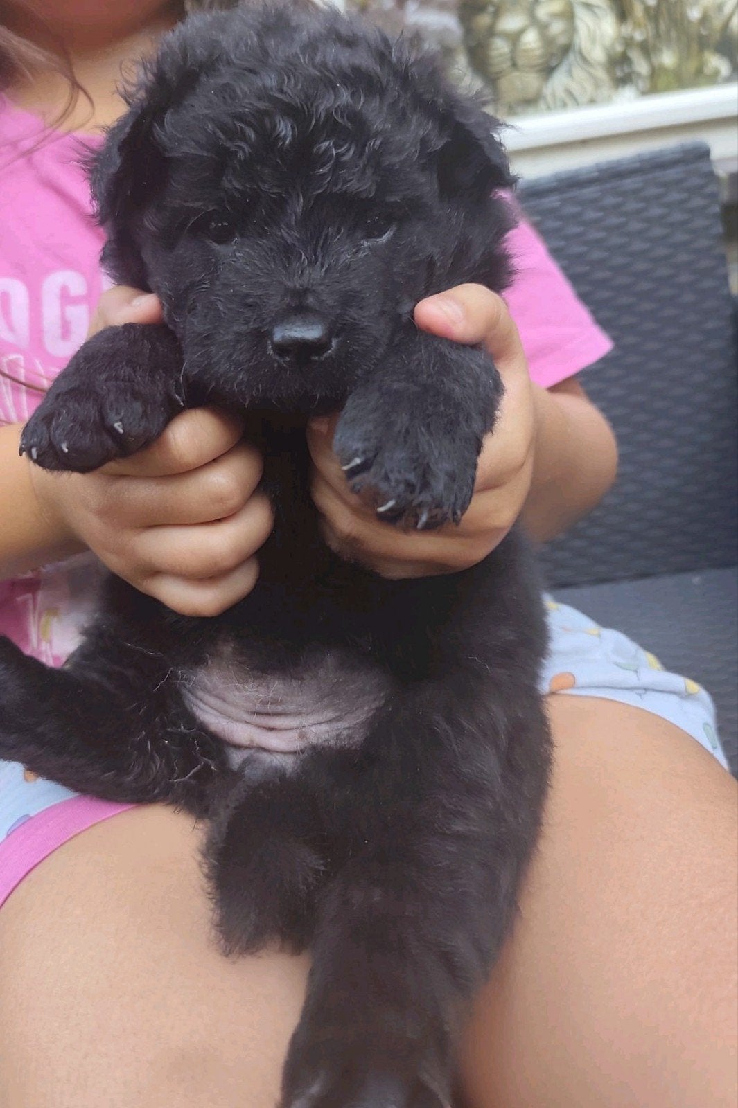 Prachtige chow chow x wetterhoun pups, Overige rassen, 8 tot 15 weken, Meerdere, Meerdere dieren