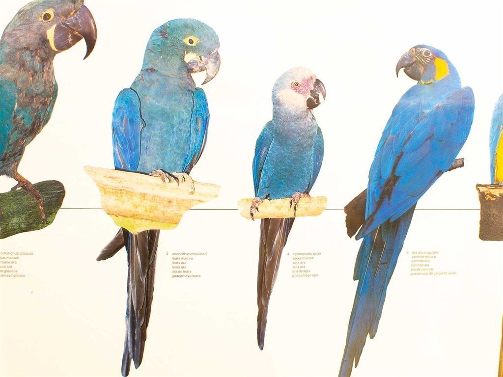 poster van Macaws/papagaaien 33842, Ophalen of Verzenden, Voor 1920, Ongelopen, Hond of Kat