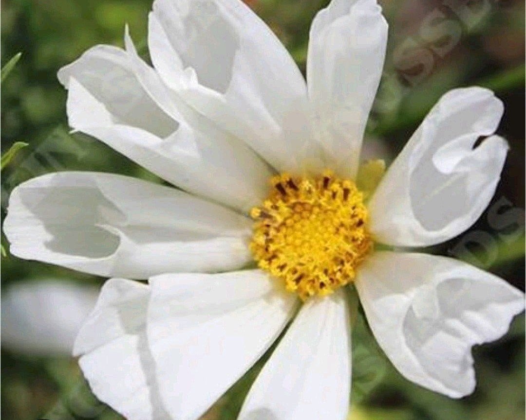 Cosmea Hummingbird White zaden cosmos biologisch, Tuin en Terras, Ophalen of Verzenden, Volle zon
