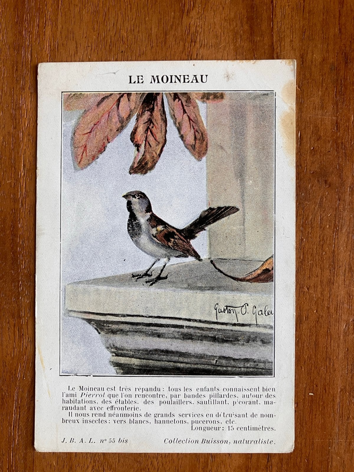 Oude Franse prentbriefkaart 'Le Moineau' (De Mus), Ophalen of Verzenden, Voor 1920, Ongelopen, Vogel