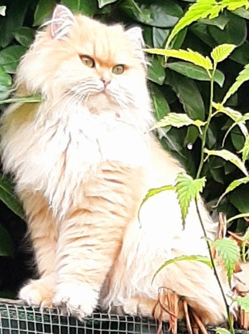 Lieve Britse knuffelbeer, Dieren en Toebehoren, Kater, Gechipt, 0 tot 2 jaar