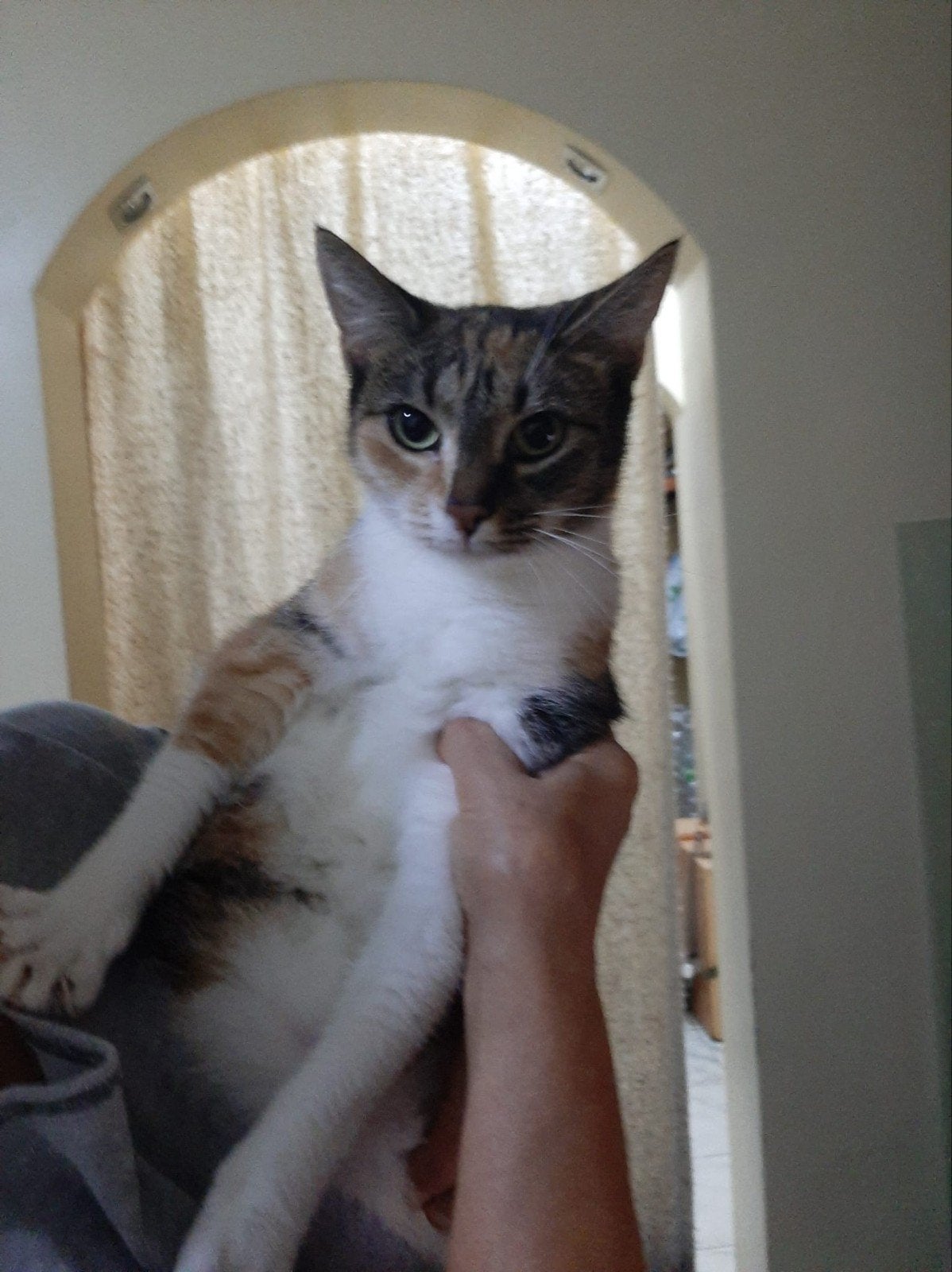poes ter adoptie, Dieren en Toebehoren, Poes, Gechipt, 3 tot 5 jaar