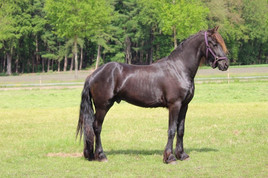Lieve Friese ruin rechtstreeks v d fokker, Ruin, Recreatiepaard, Met stamboom, 0 tot 2 jaar