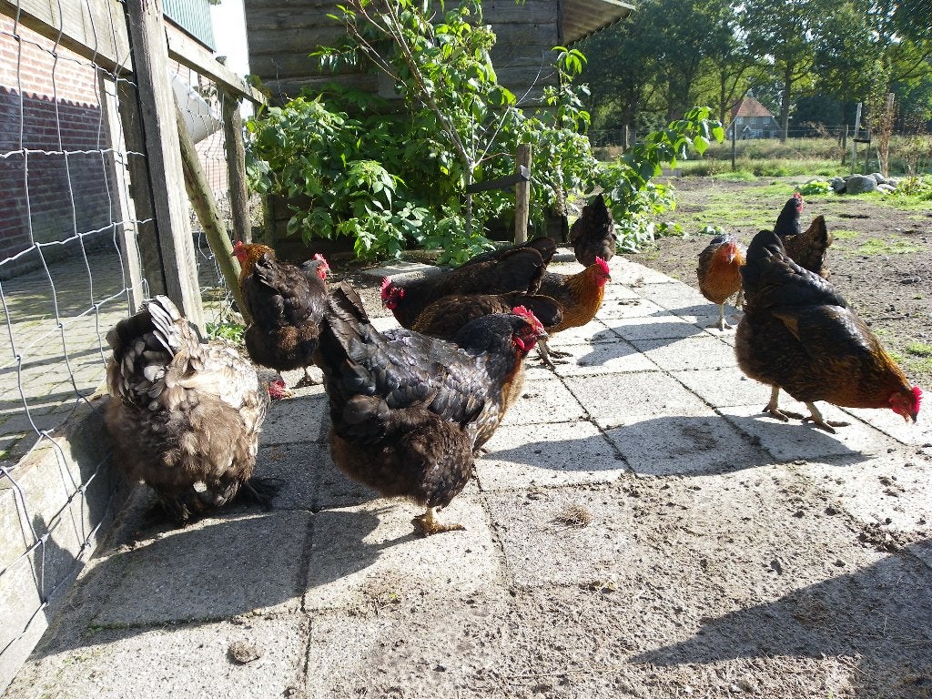 Overjarige, gezonde legkippen, Dieren en Toebehoren, Vrouwelijk, Kip