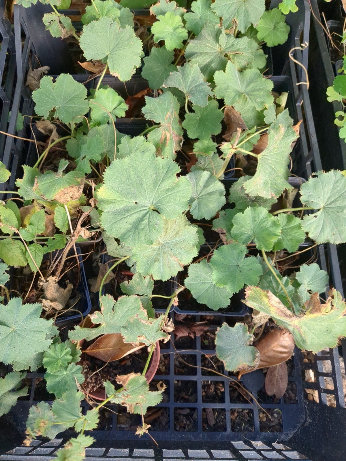 Vrouwenmantel Vaste Plant - Stekken uit eigen tuin, Ophalen of Verzenden, Overige soorten, Halfschaduw