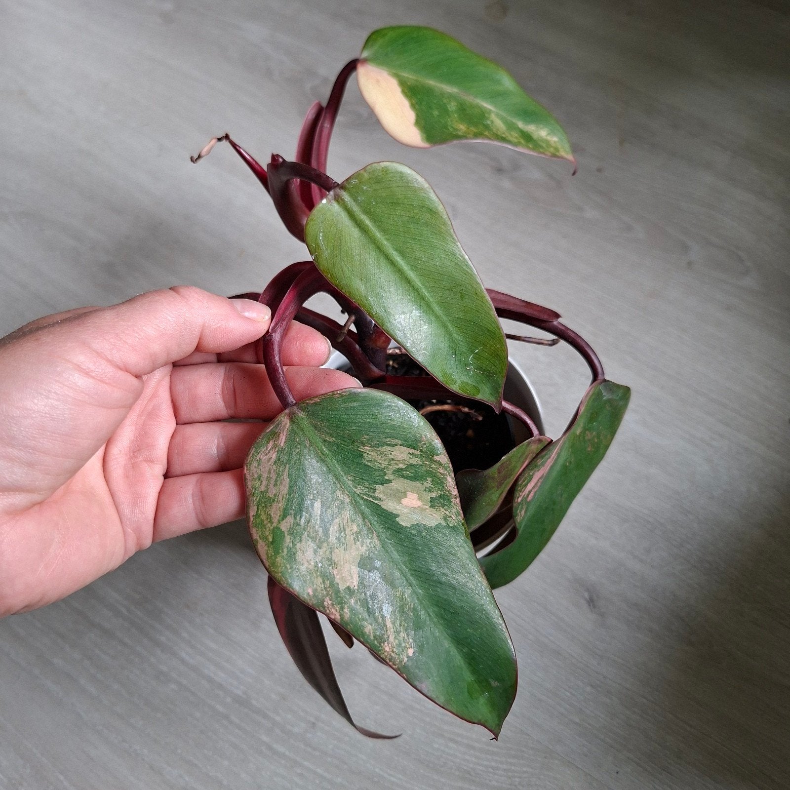 Philodendron Strawberry shake plant, Ophalen of Verzenden, Halfschaduw, Minder dan 100 cm