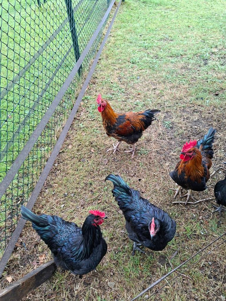 Diverse hanen., Dieren en Toebehoren, Mannelijk, Kip