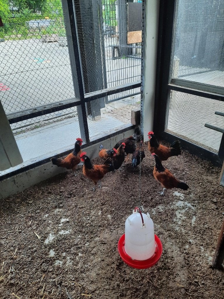 Vorwerk krielhanen, Dieren en Toebehoren, Pluimvee, Mannelijk, Kip