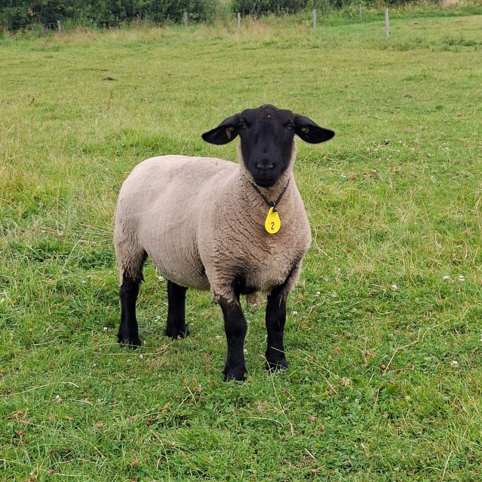 2 zeer makke Suffolk schapen, ooien, Dieren en Toebehoren, Schaap, 0 tot 2 jaar