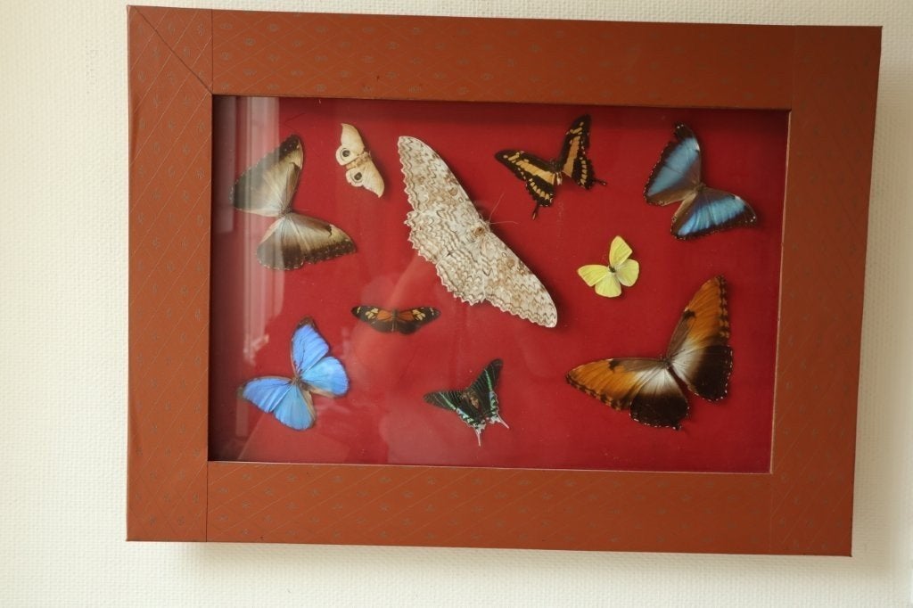 Taxidermie groot kader opgezette vlinders, Verzamelen, Dierenverzamelingen, Ophalen, Gebruikt, Insect, Opgezet dier