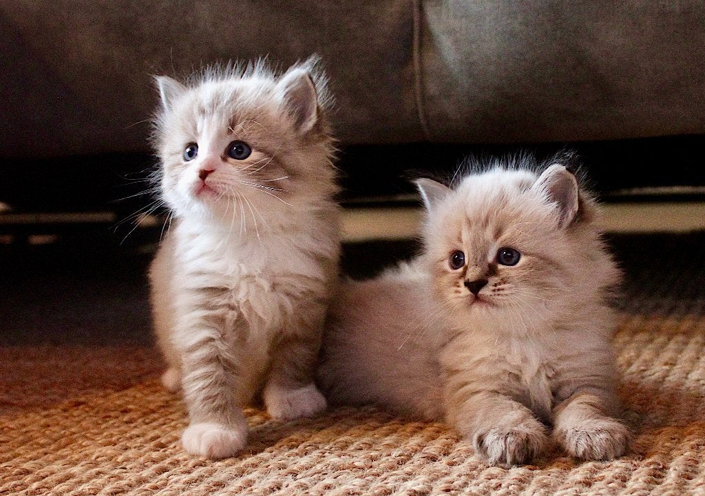 Liefste knuffelbaasjes gezocht (Ragdoll x NevaMasquerade), Dieren en Toebehoren, Meerdere dieren, Ontwormd, 0 tot 2 jaar