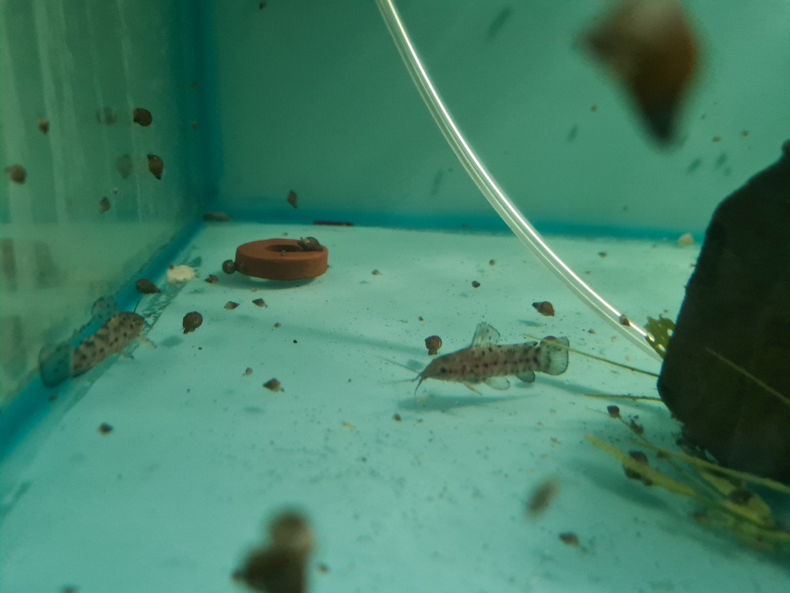 Kwi Kwi meerval, Hoplosternum Thoracatum, pantsermeerval, Dieren en Toebehoren, Vis, Zoetwatervis
