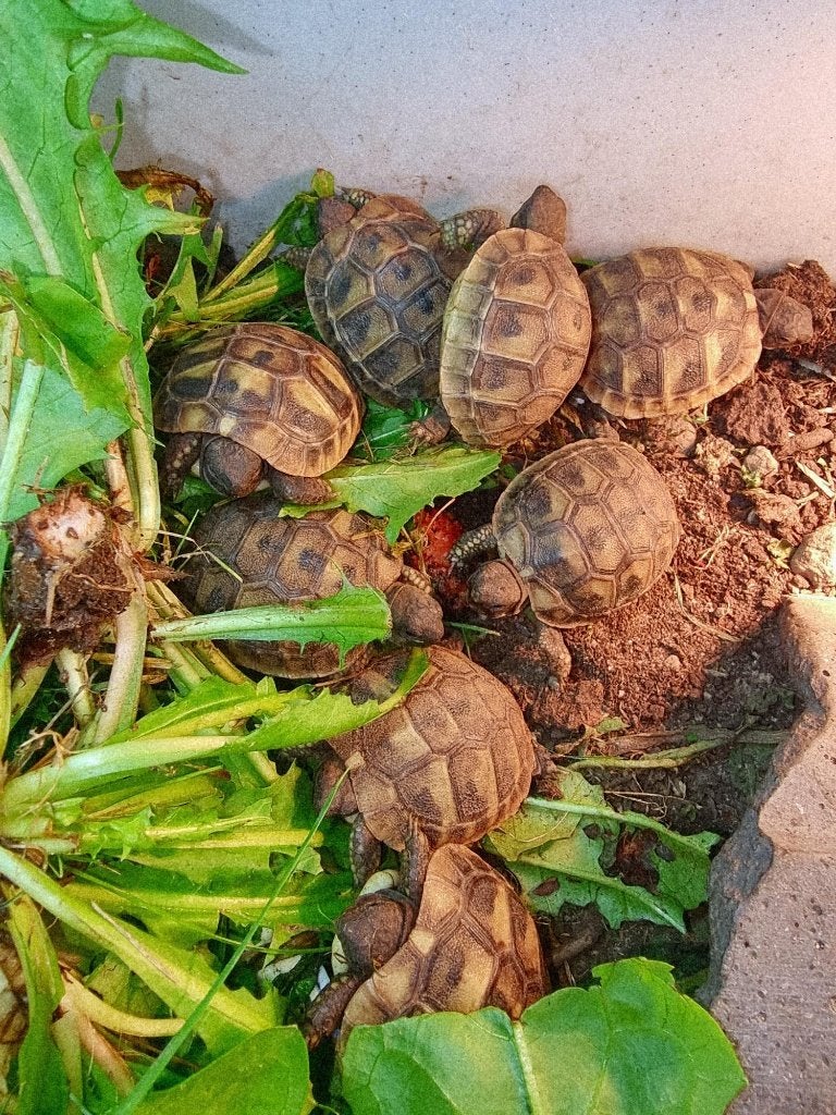 Griekse landschildpadden NK26 Tortoise - unknown for sale from Mario Vermunt