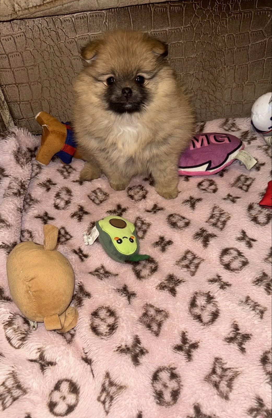 Mini bearface Pomeriaan 12 weken teefje, Keeshond, 8 tot 15 weken, Teef, Parvo