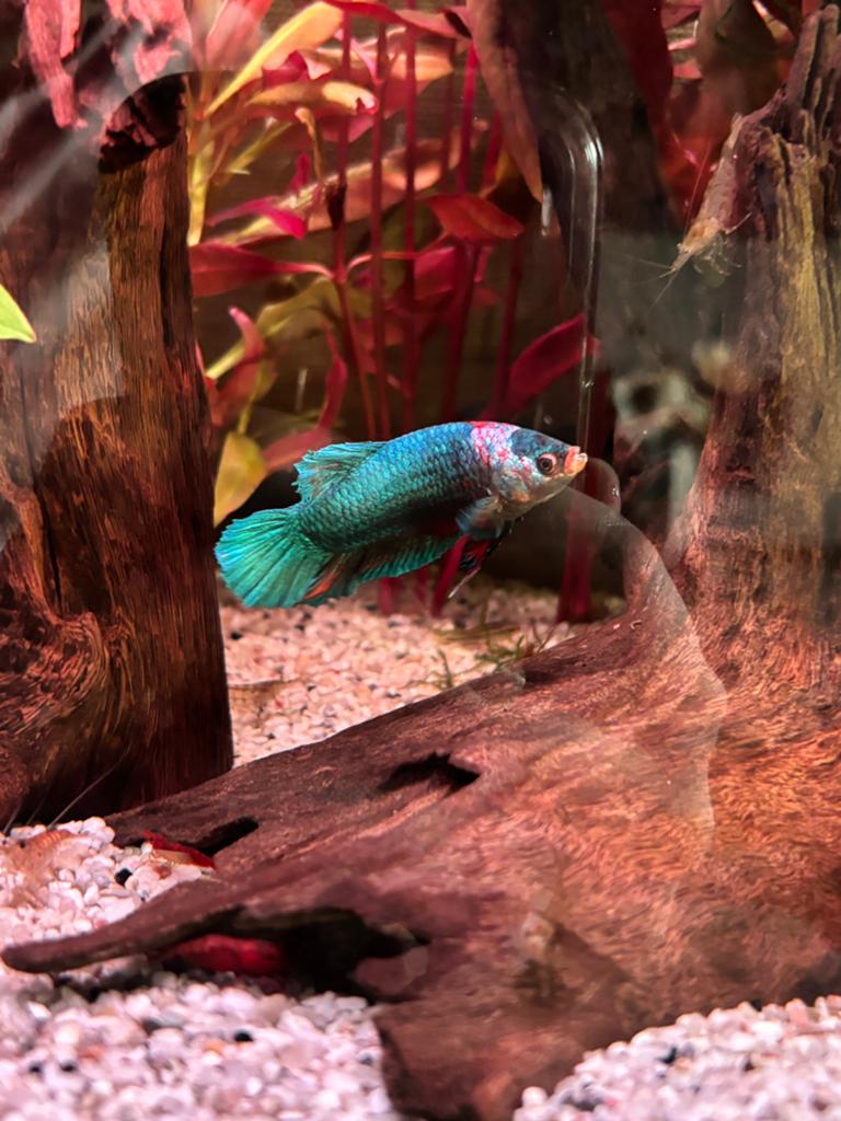 Marble betta siamese kempvis plakat man, Dieren en Toebehoren, Vis
