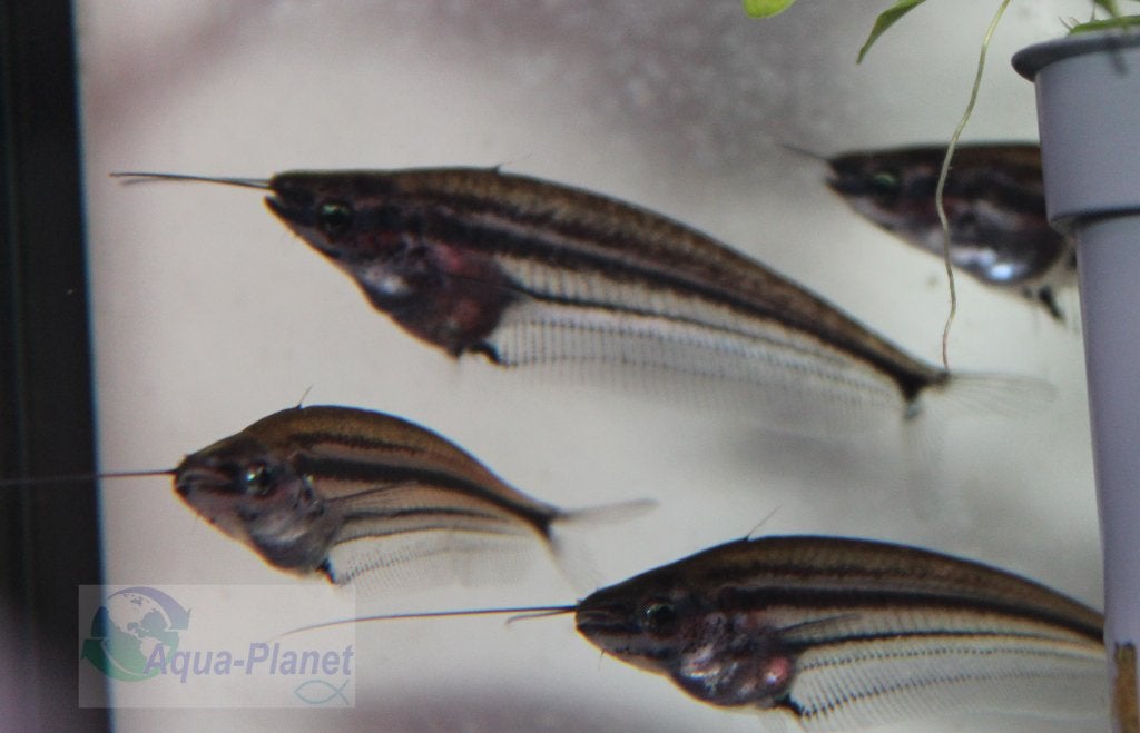 Indische Glasmeerval, Dieren en Toebehoren, Vis, Zoetwatervis, Schoolvis