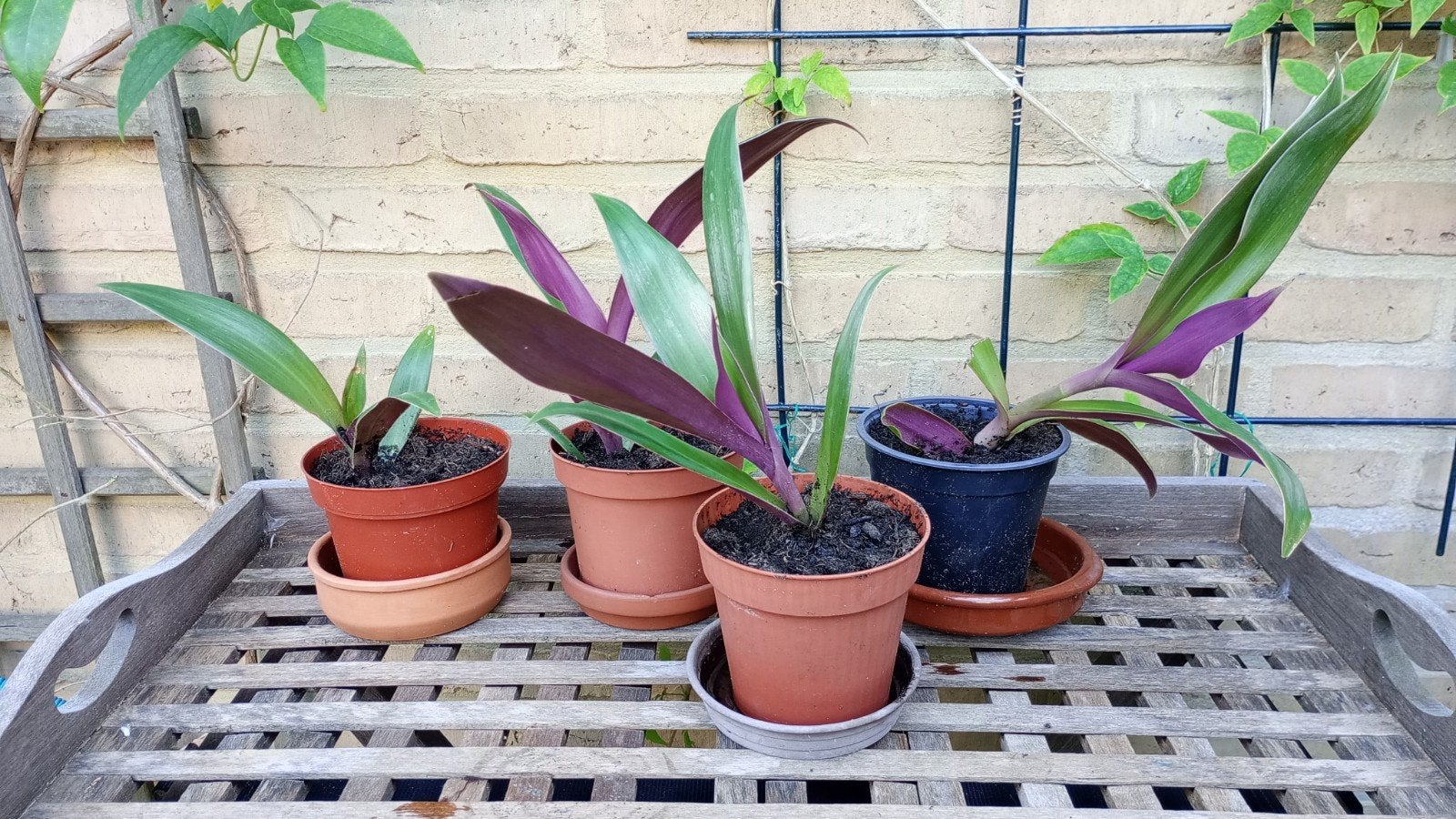 Mozes in het biezen mandje plant (Rhoeo spathacea), Tuin en Terras, Planten | Tuinplanten, Vaste plant, Bloeit niet, Halfschaduw