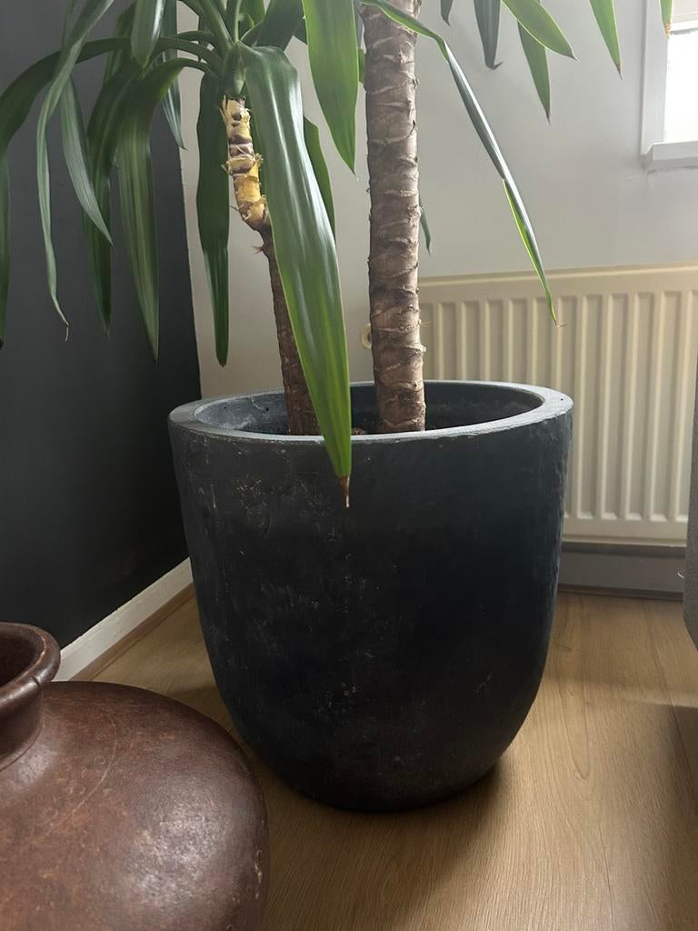 Prachtige palmlelie yukka met pot, Tuin en Terras, Ophalen, Zo goed als nieuw, Rond