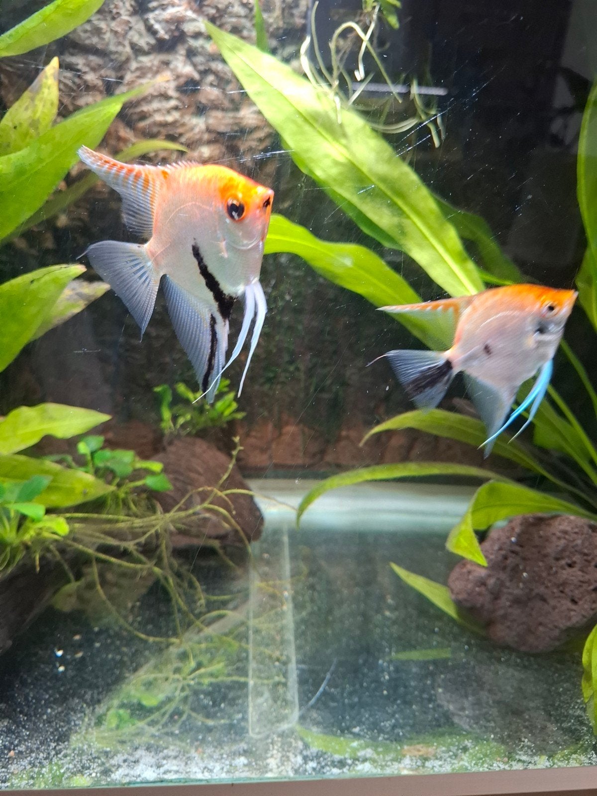Koppel Koi Maanvis, Dieren en Toebehoren, Vis