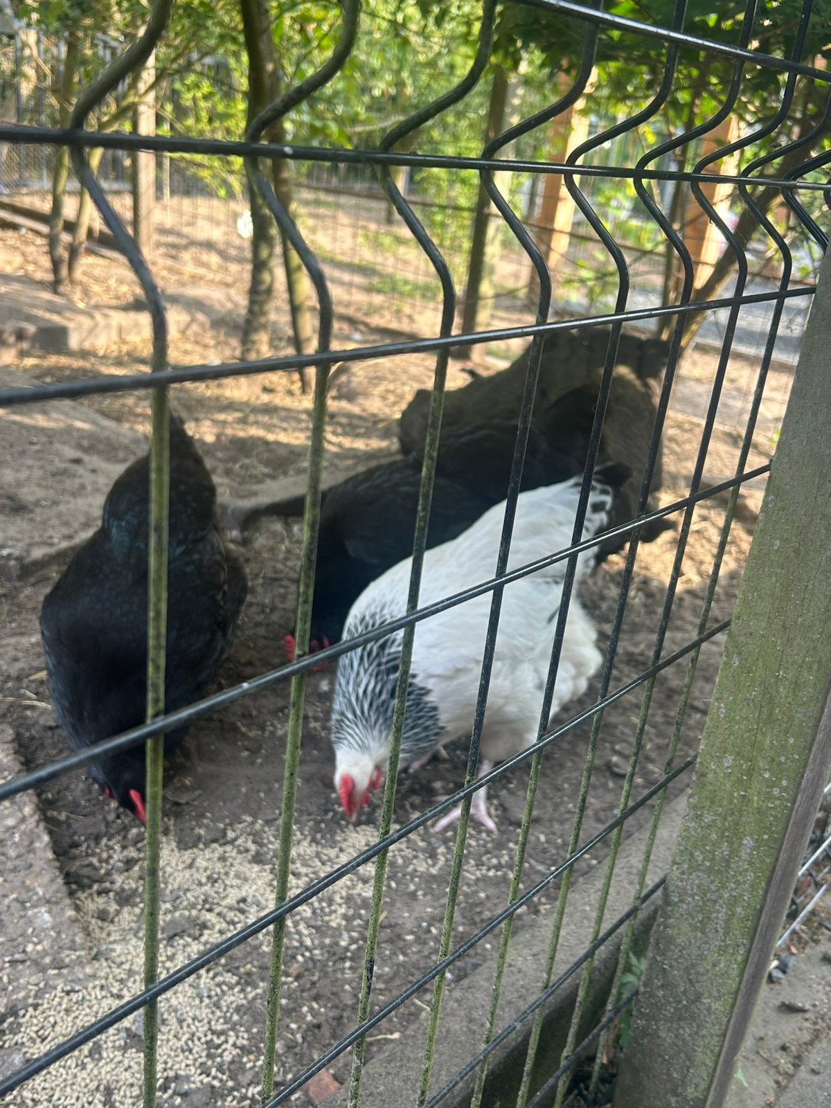 3 kippen. Sussex., Dieren en Toebehoren, Pluimvee, Vrouwelijk, Kip