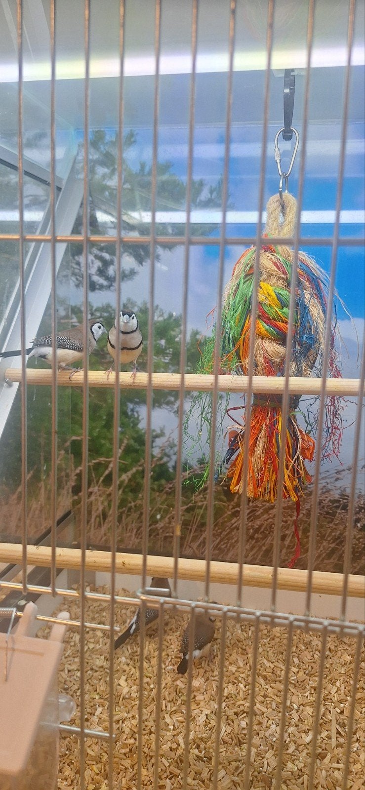 mooie bichenow astrildes, Meerdere dieren, Tropenvogel, Geringd