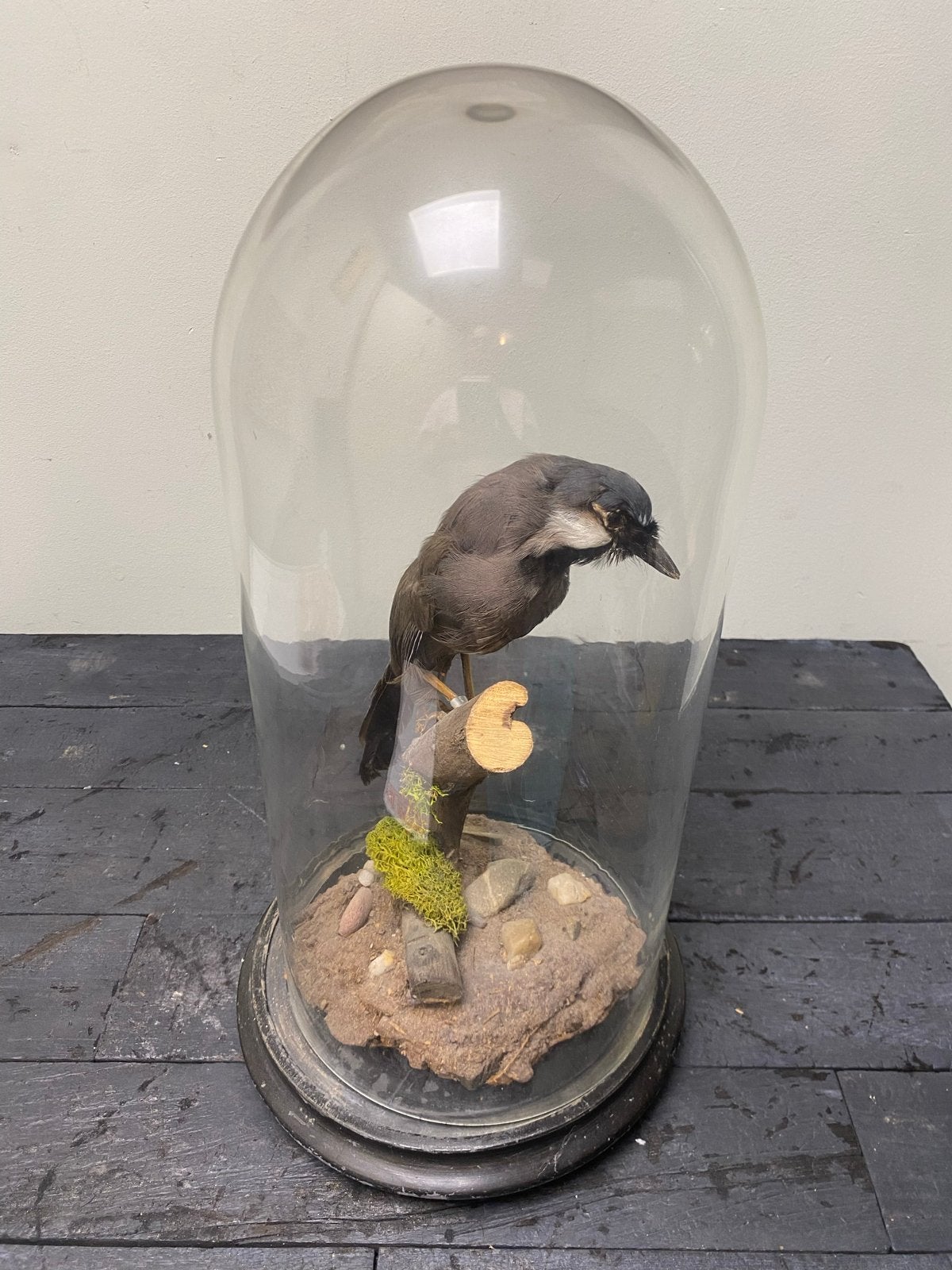 Opgezette vogel in glazen stolp - Vintage taxidermie, Ophalen
