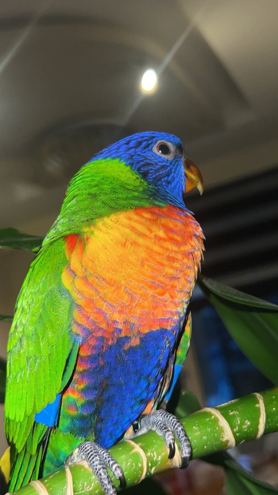 Lori van de blauwe bergen papegaai 13 WEKEN OUD!!! Super TAM, Dieren en Toebehoren, Vogels | Parkieten en Papegaaien, Geslacht onbekend