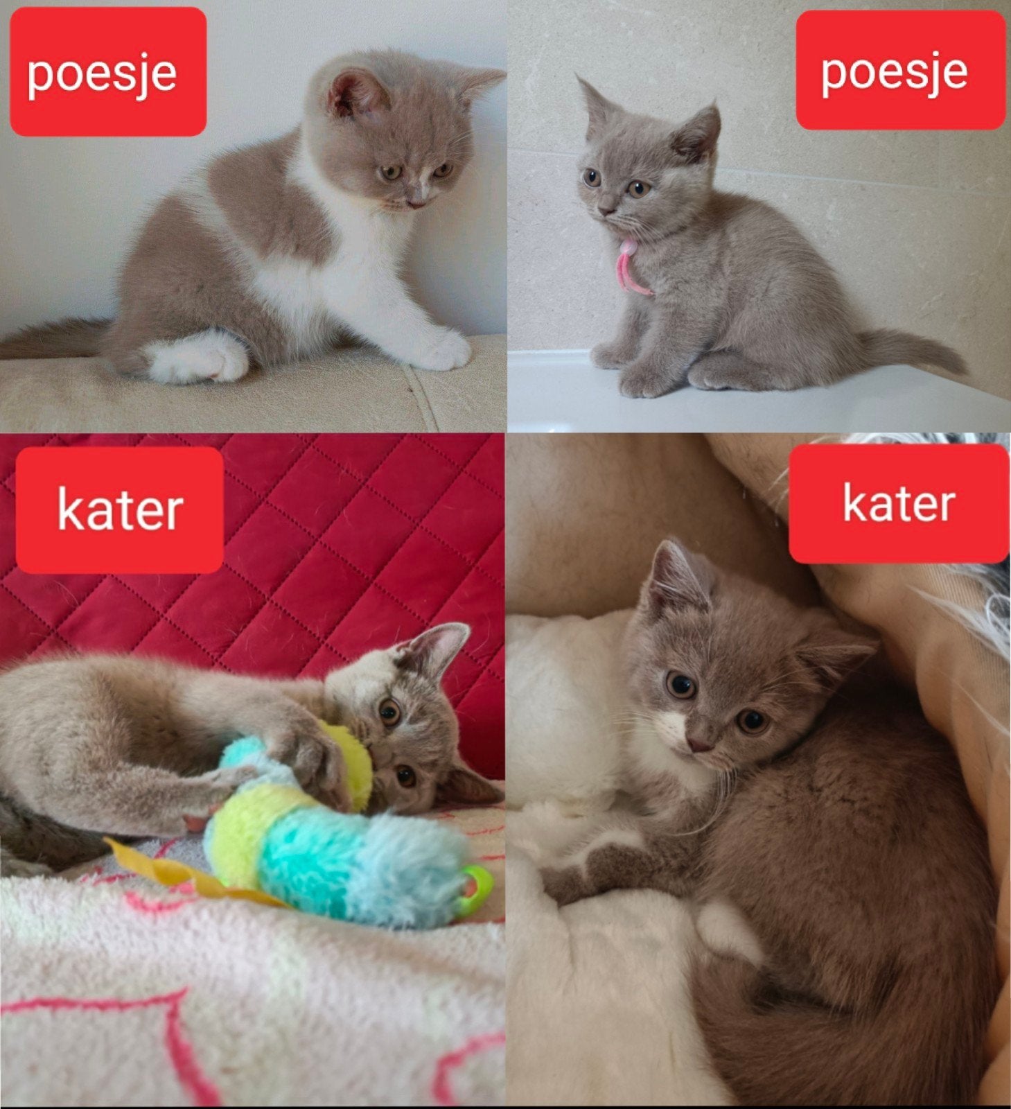 Mooie lilac wit (bicolor) en lilac Britse korthaar kittens, Dieren en Toebehoren, Katten en Kittens | Raskatten | Korthaar, Meerdere dieren