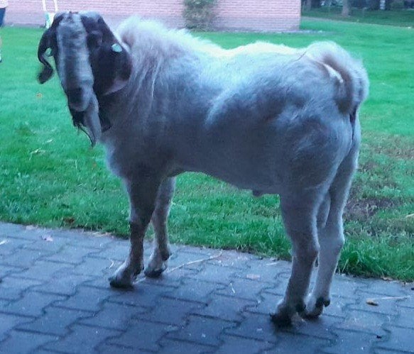 Mooie boergeit bok, Dieren en Toebehoren