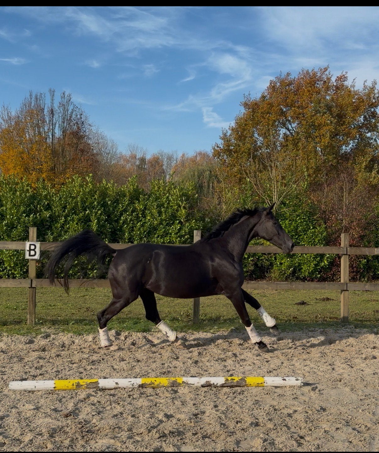 Knappe 4 jarige dressuurgefokte (PROK) merrie, Dieren en Toebehoren, Paarden, Merrie, Met stamboom, B, Dressuurpaard
