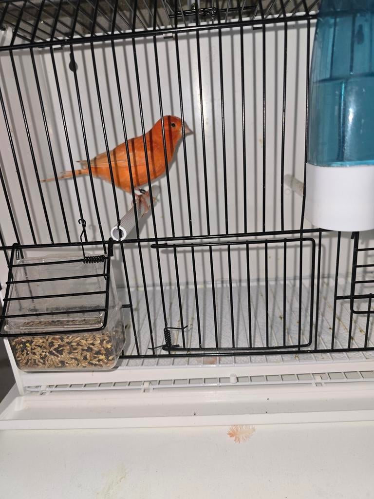 Rode kanarieman te koop, Dieren en Toebehoren, Vogels | Kanaries, Mannelijk, Kleurkanarie