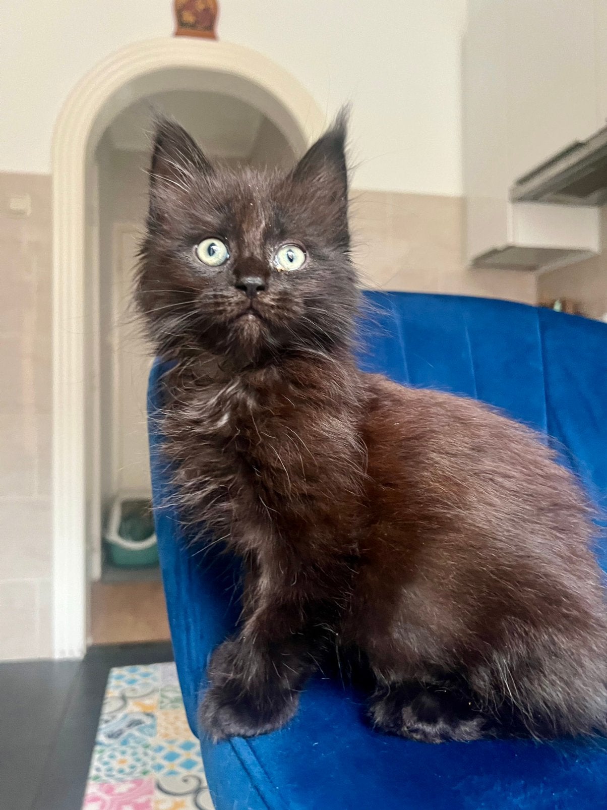 Prachtige Maine Coon kittens met stamboom., Dieren en Toebehoren, Meerdere dieren, Ontwormd