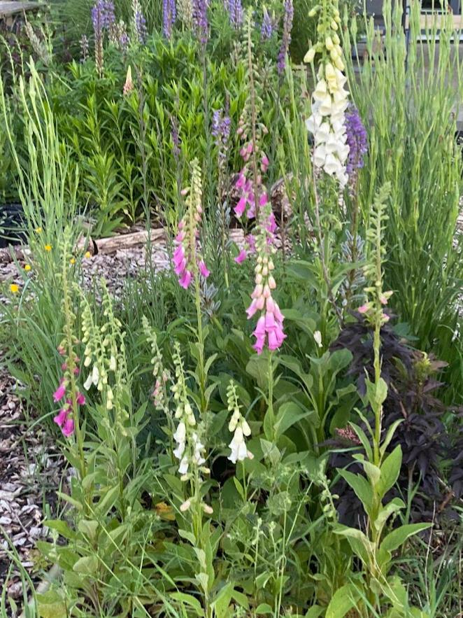 Vingerhoedskruid, inheemse vaste plant, bio zaad&potgrond, Volle zon, Tweejarig, Lente, Ophalen