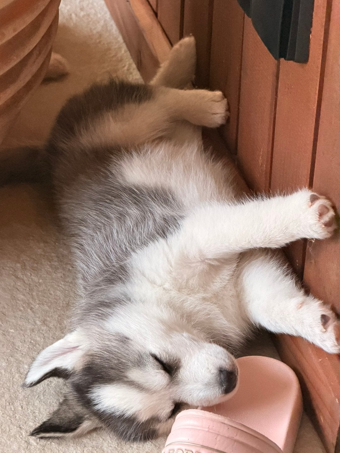 Nog een F2 pomsky puppy met blauwe ogen 🩷, Parvo, 8 tot 15 weken, Meerdere, Meerdere dieren