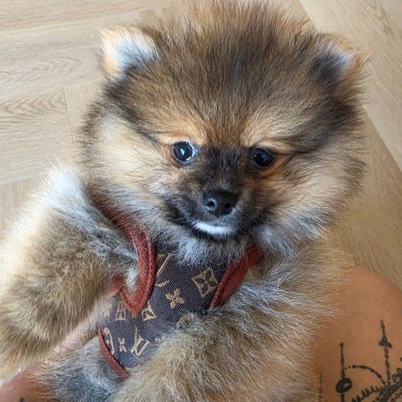 pomeriaan 8 weken, Reu, 8 tot 15 weken, Eén hond, Nederland