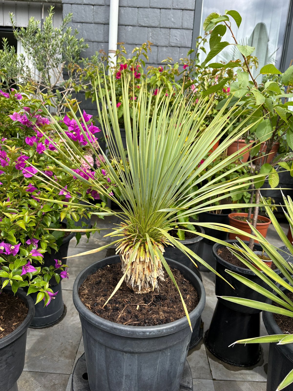 Super leuke yucca rostrata in pot aangeboden!!, Overige soorten, Minder dan 100 cm, Zomer, Ophalen