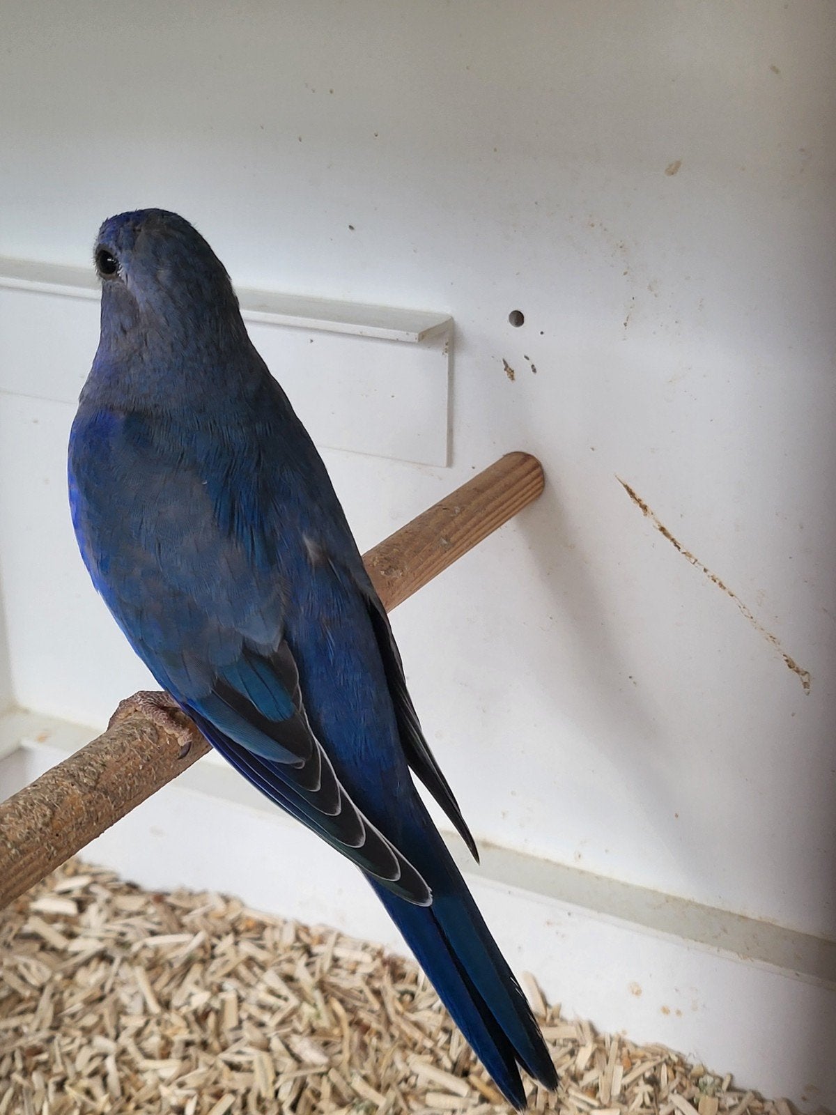Te koop; Splendid parkieten, Dieren en Toebehoren