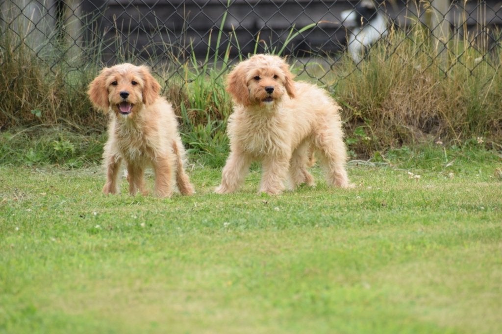 Cavapoo pups, 15 weken tot 1 jaar, Buitenland, Parvo, Meerdere