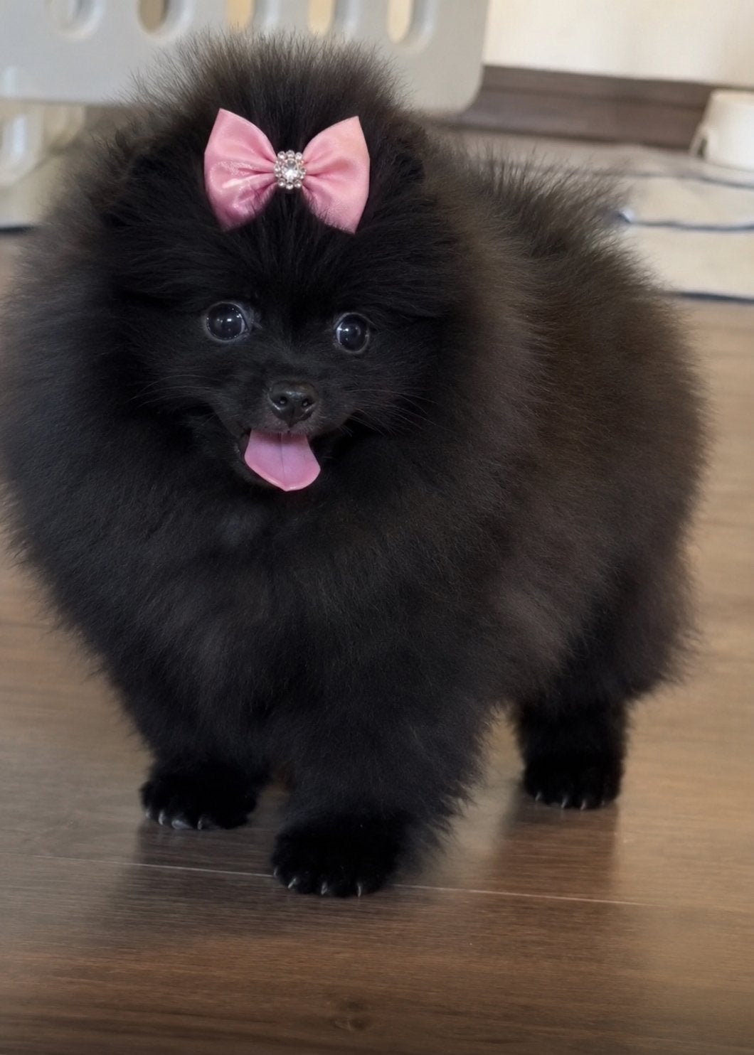 Pomeriaan,stamboom, Dieren en Toebehoren, Honden | Poolhonden, Keeshonden en Oertypen, Fokker | Hobbymatig, Keeshond, 8 tot 15 weken