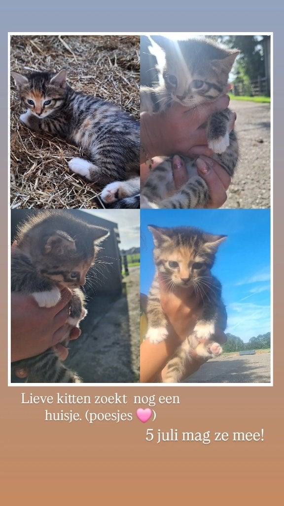 kitten, Poes, Kortharig, 0 tot 2 jaar