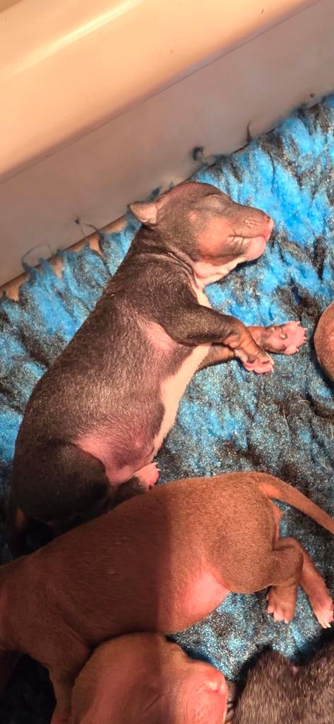 American Hairless Terriër/ Amerikaanse Naakthond, Dieren en Toebehoren, Honden | Jack Russells en Terriërs, Overige rassen, 8 tot 15 weken