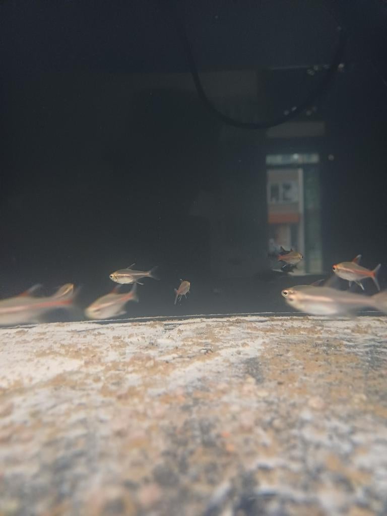 Vuur neontetra, Meerdere dieren