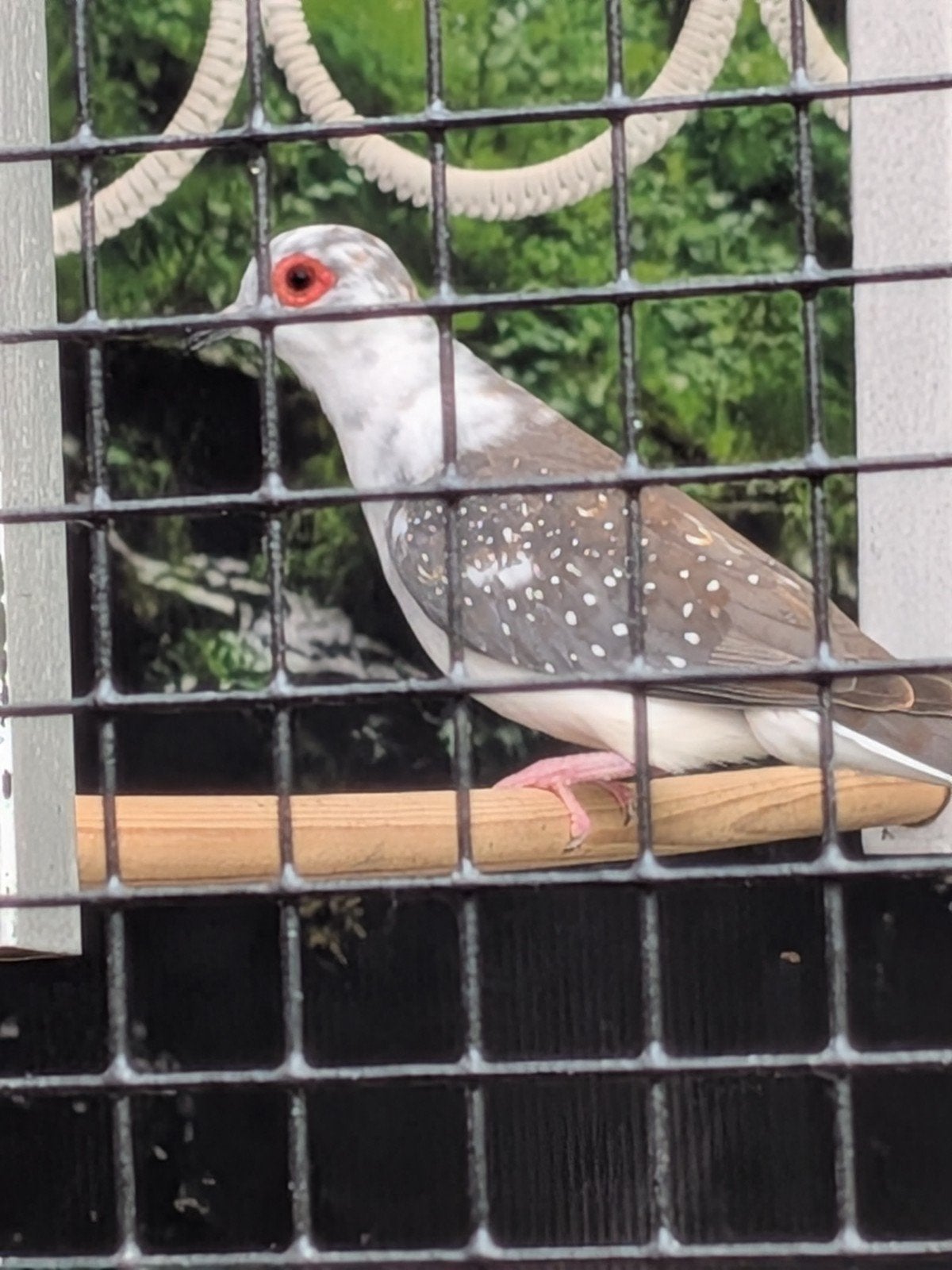 diamantduiven verwant, Meerdere dieren, Geringd