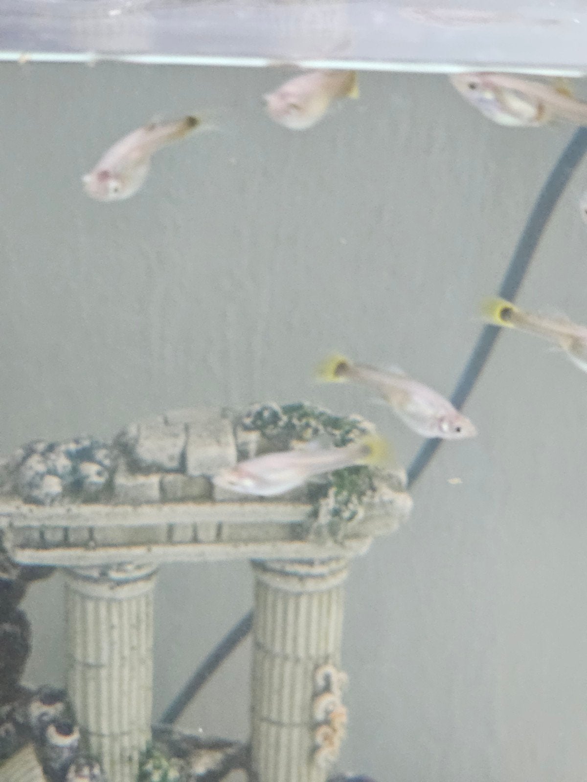 Vissen baby Guppies te koop, Vis