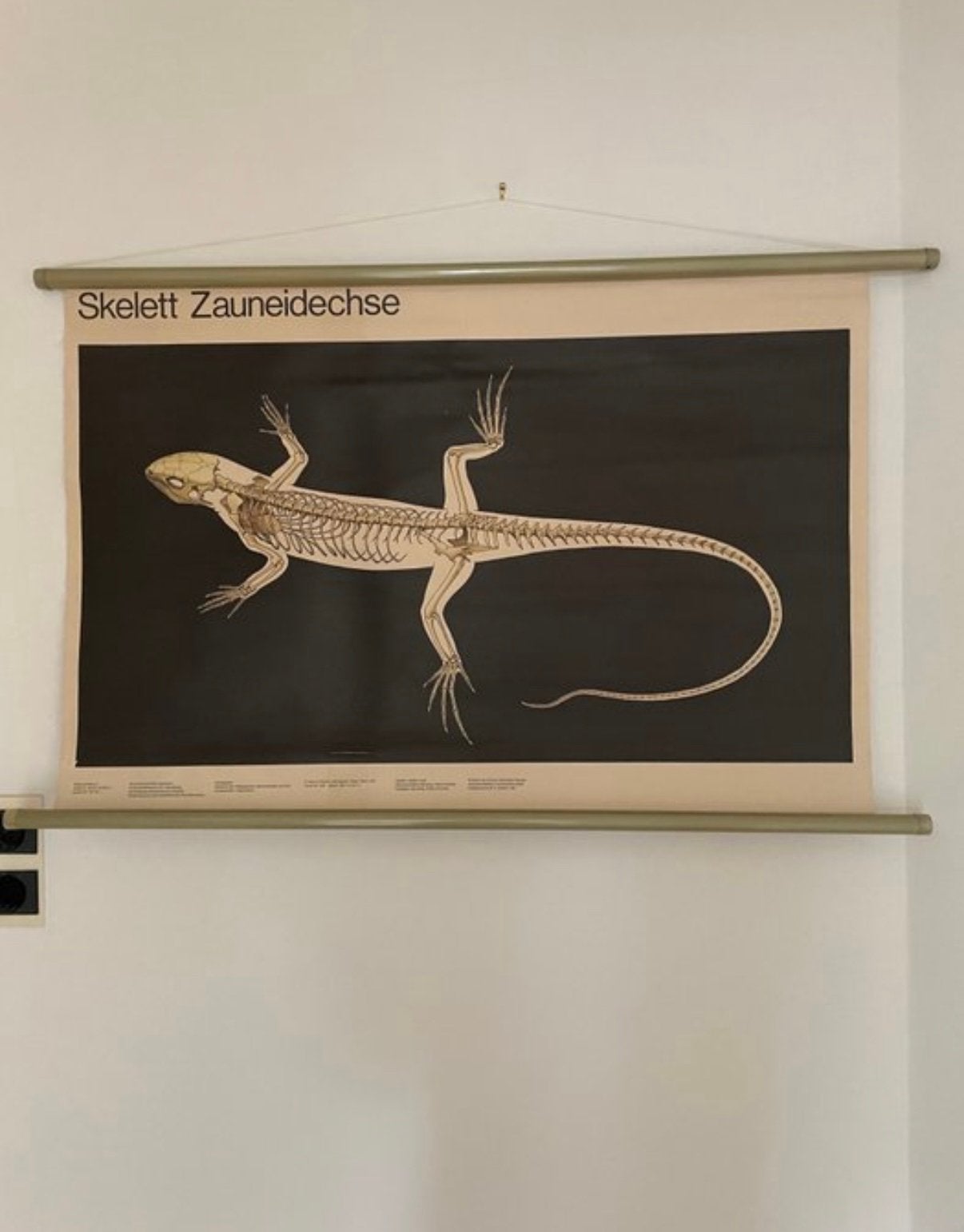 Schoolposter, zandhagdis biologie, Ophalen of Verzenden