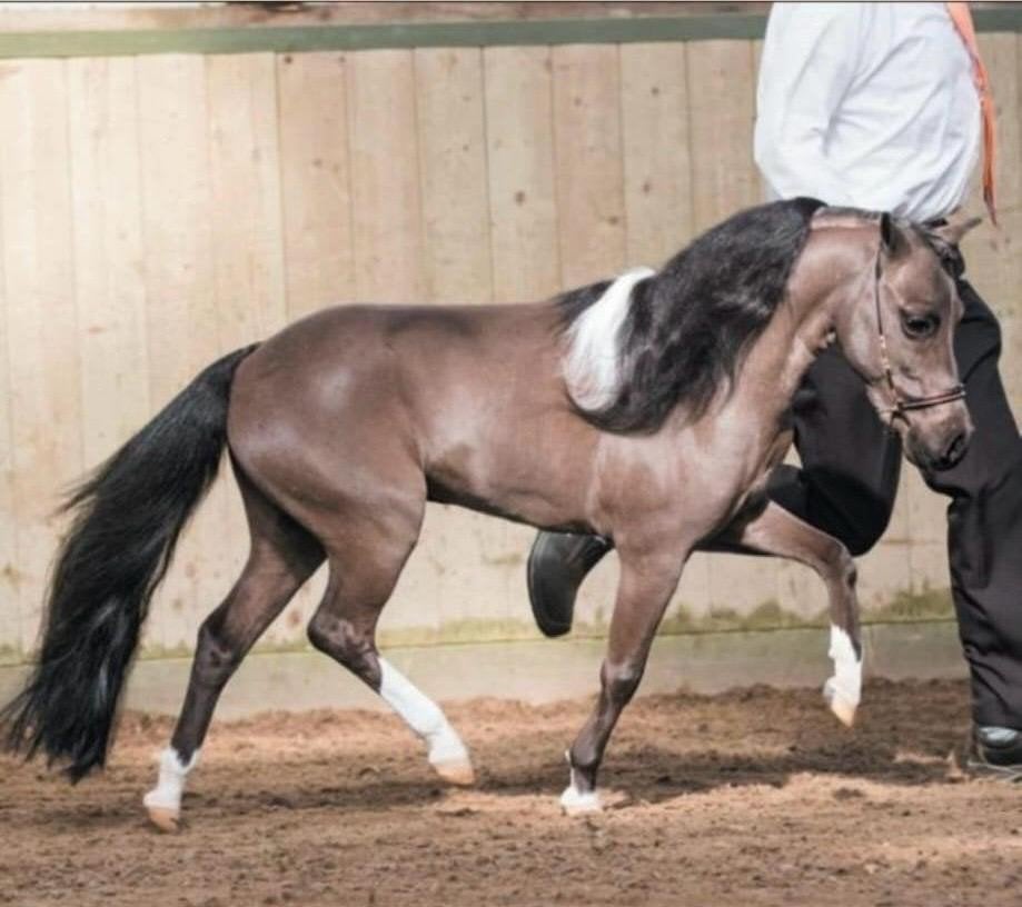 amha black Pinto hengst, Minder dan 160 cm, Dressuurpaard, Hengst, 7 tot 10 jaar