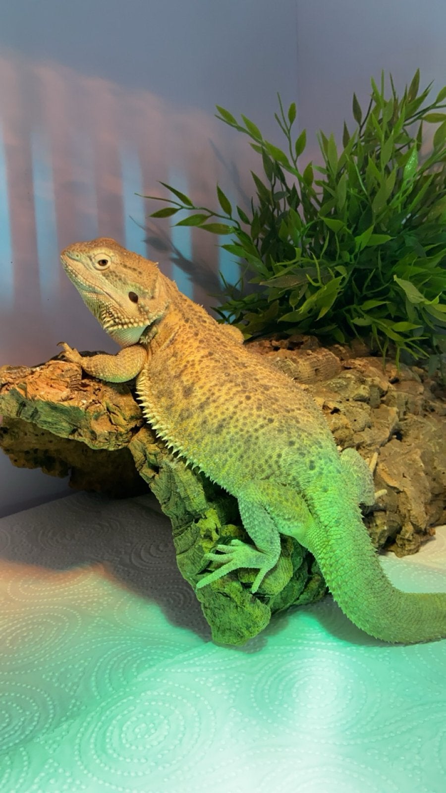 Baardagaam man Bearded Dragon photo 2