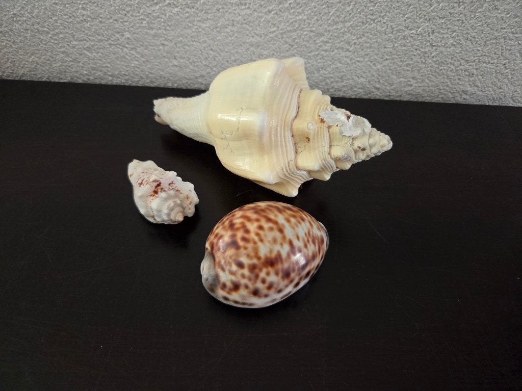 3 mooie schelpen, schelp, fossiel, fossielen, fossil, Ophalen of Verzenden, Schelp(en)