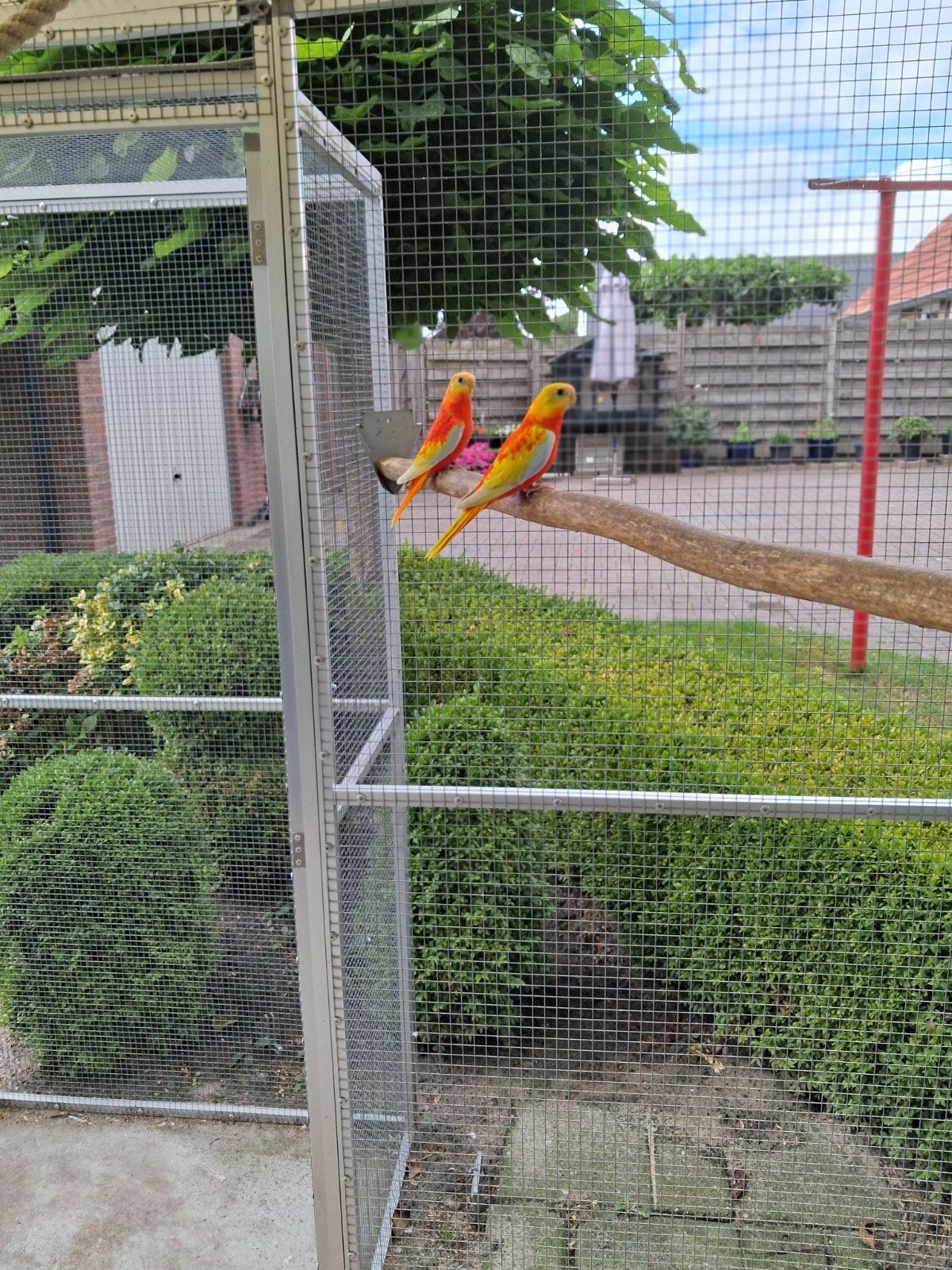 parkieten